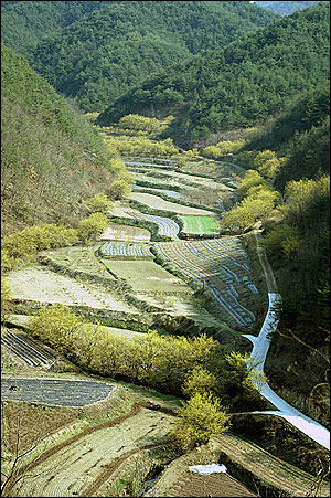 숲실마을 뒷산에서 내려다 본 골짜기. 